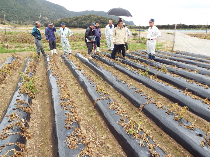 視察(ばれいしょ霜被害現場)の写真