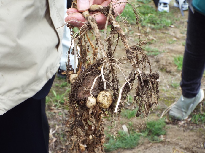 視察(ばれいしょ霜被害現場)の写真